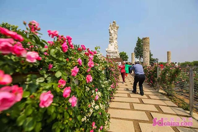 为你而“莱”！一年一度的莱州“月季花节”如期而至