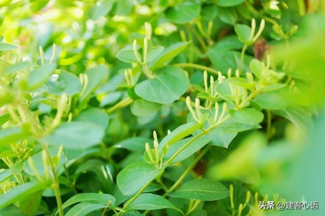 50种不同花卉的简要介绍