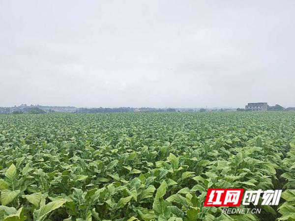 安仁县竹山乡：烟叶生产助力乡村振兴