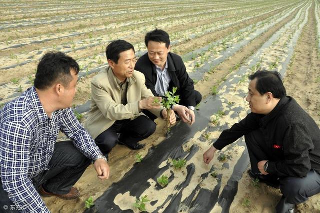 今冬菜价低是因为传统蔬菜种植技术含量低，快来学习种蒜薹技术吧