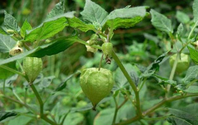 灯笼果营养价值高、口感独特，种植灯笼果要掌握科学栽培技术