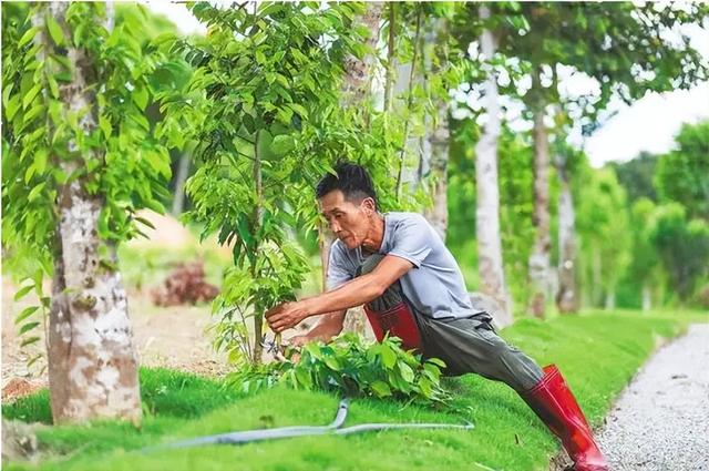 沉香人工栽培的技术要点，与造林存活率和沉香结香量之间的关系