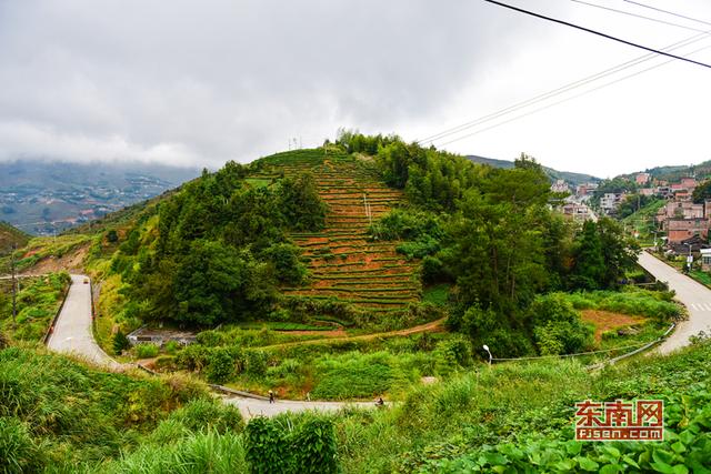 安溪祥华新寨村：大山深处茶飘香