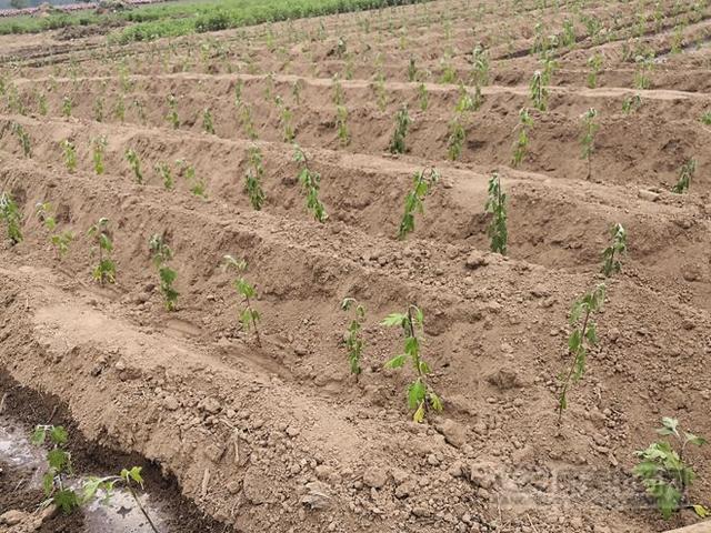 安徽亳州：菊花种植正当时