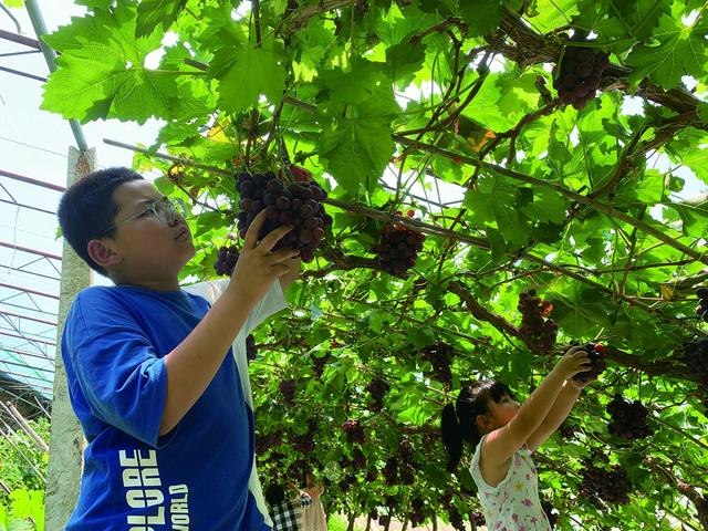 品尝平谷果蔬 共享夏日盛宴