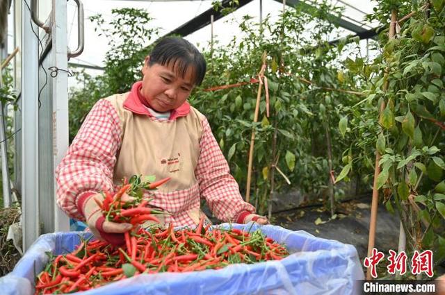 “百年菜乡”广西贺州打造粤港澳大湾区优质“菜篮子”