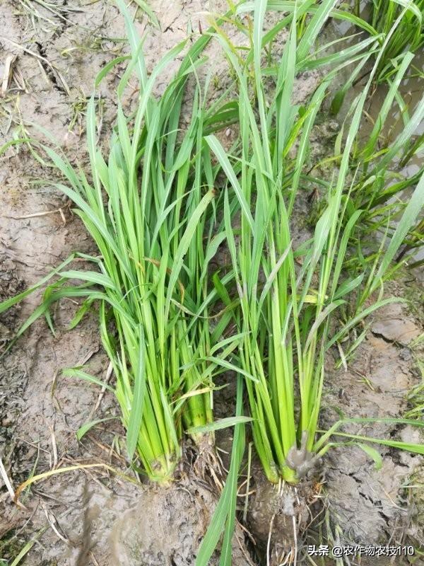 史上最实用、最接地气的水稻高产种植技术（种植大户看了不后悔）