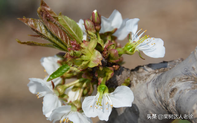 大樱桃设施栽培虽然搞了很多年，花果管理依然是关键