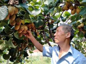 郑州猕猴桃种植基地(西峡县阳城镇：“黄金”产业猕猴桃喜获丰收)