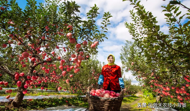 苹果园秋季底肥怎么施效果最好？注意这几点