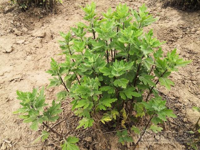 安徽亳州：菊花种植正当时