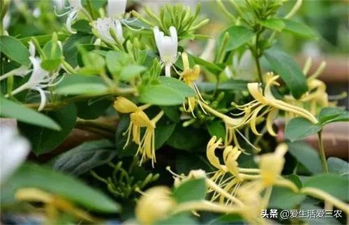 农村如何致富?种植药材篇（1）