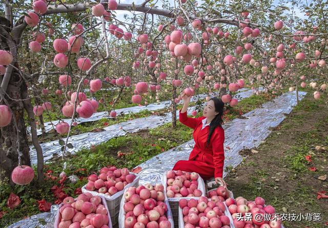 苹果园秋季底肥怎么施效果最好？注意这几点