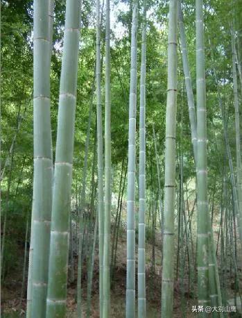 楠竹的生物特性、使用价值及种植技术