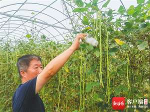 四川豇豆种植(以虫治虫，三亚豇豆绿色种植有新招)