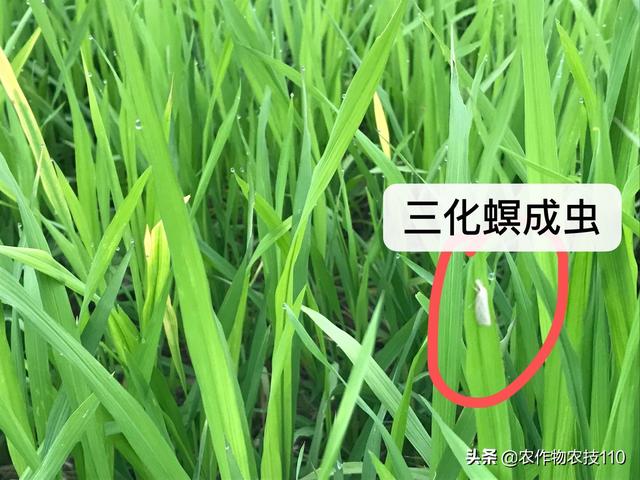 史上最实用、最接地气的水稻高产种植技术（种植大户看了不后悔）