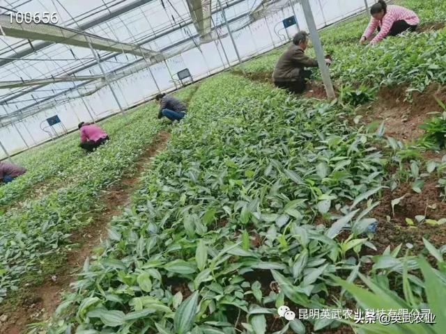 种植滇黄精，田间管理很重要