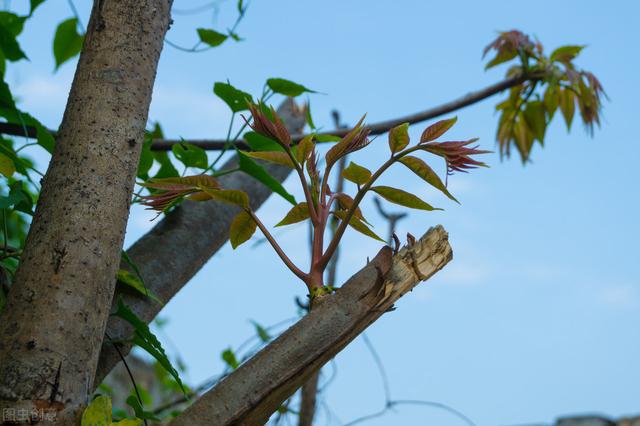 香椿的繁殖方法有哪些？分析大棚种植香椿的效益