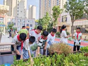 种植实训报告(收白菜啦高新区第二实验小学种植箱喜迎丰收)