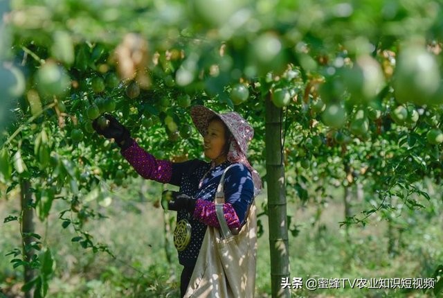 百香果全套栽培技术，建议种植户收藏备用