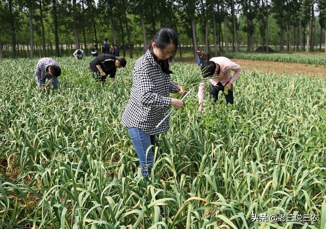 大蒜什么时候播种最好？什么蒜头和蒜薹产量最高？为啥有独头蒜