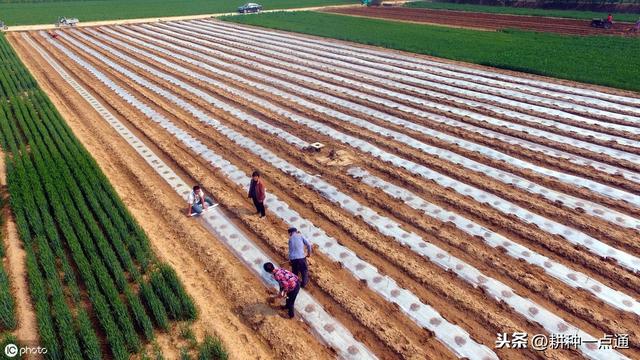 20年老农告诉你黑花生地膜覆盖高产栽培技术 学会种花生不求人