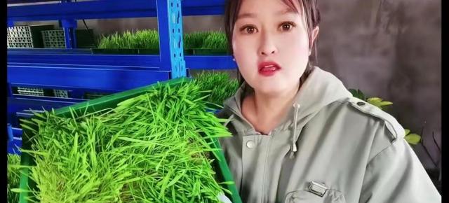 美女水里种草1年收50茬，大麦立体水培从种到收仅7天，养殖新思路