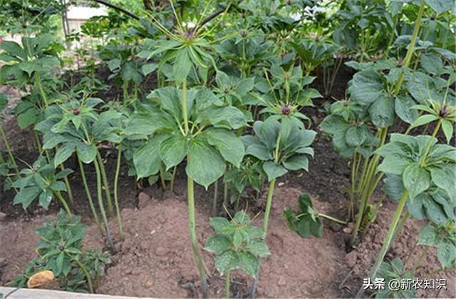 重楼栽培技术详解，想种植或者已种植的农户，可多参考参考