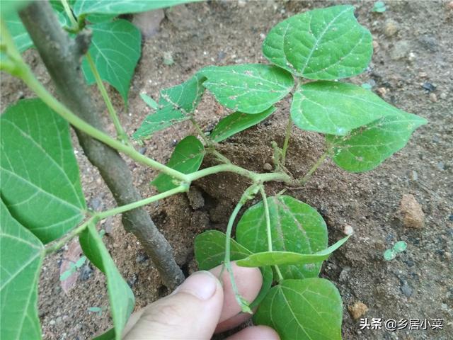 种植凉薯块根膨大难？结薯于土层，选好地块，注重分枝修剪等管理