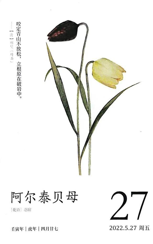 阿尔泰贝母，渐行渐远消失在风中的格裙子｜花名册No.00142