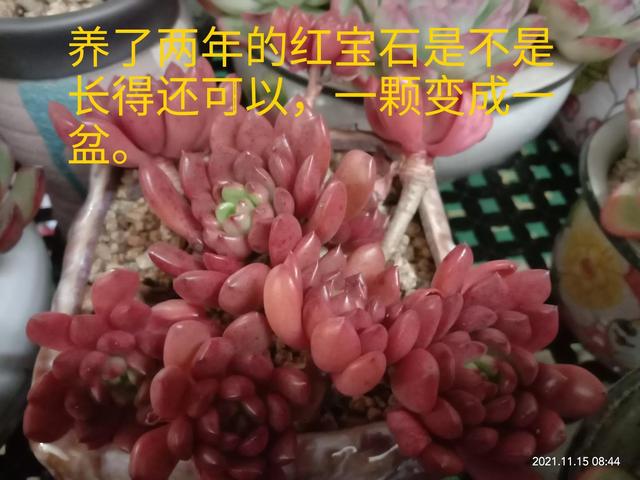 怎样把红宝石养好