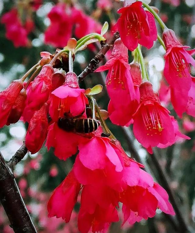 福建山樱花（钟花樱桃）