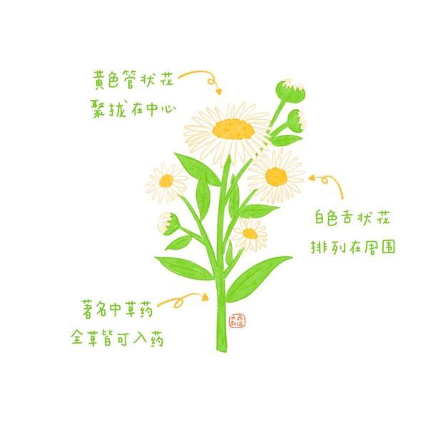 不认识花草？这份花草图鉴收好