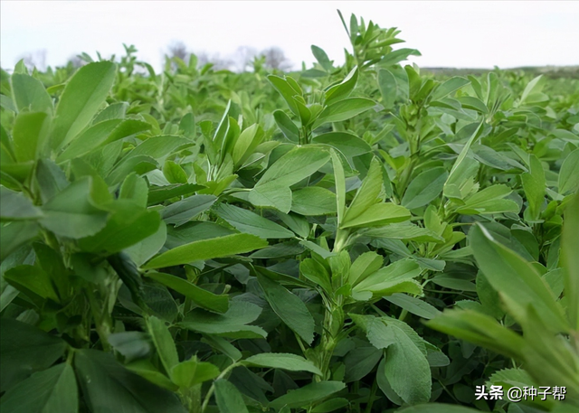 紫花苜蓿耐炎热吗？南方种是否合适？湿热天气哪个抗病虫？