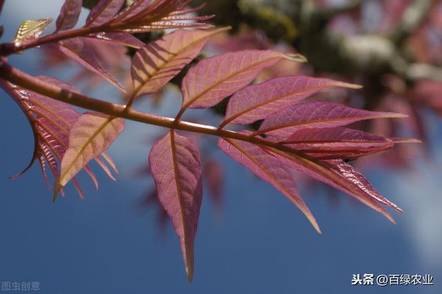 大棚香椿高产高效栽培技术，老农告诉你这几种栽培方法，产量更高