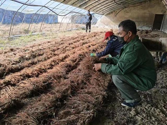 怀柔北年丰村首年试种丹参成功 亩收干货700斤