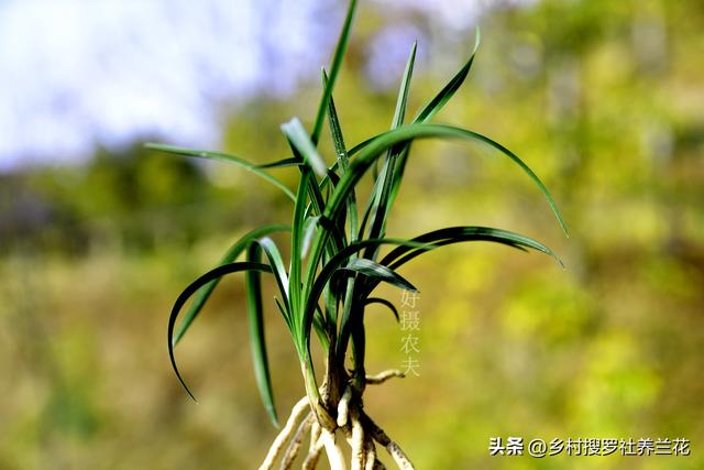 春兰蕙兰秋季施肥有禁忌吗？新手记住这三条，来年花多苗壮不再难