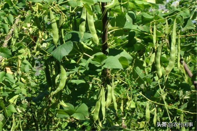 芸豆种植如何防亏损？种植条件和方法须掌握，不重视起来可不行