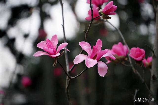 红花玉兰的种植、生长习性及栽培管理技术