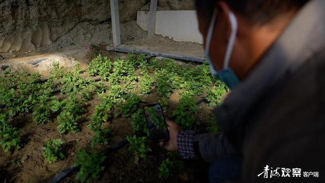 南京特色蔬菜菊花脑在西宁湟源试种成功