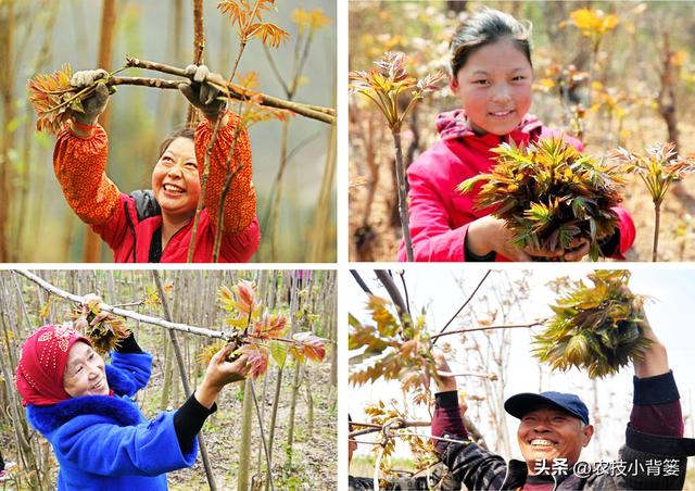 香椿如何繁殖育苗？2种枝条繁殖法、2种根系繁殖法，你选哪种？