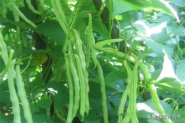 芸豆种植如何防亏损？种植条件和方法须掌握，不重视起来可不行