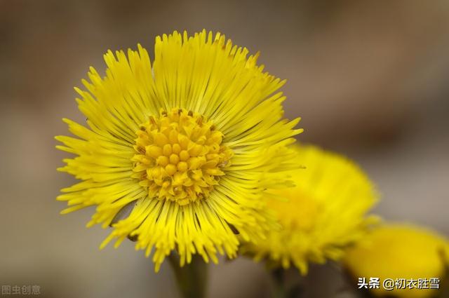 冬天款冬花五首赏读：世珍云母石，我爱款冬花