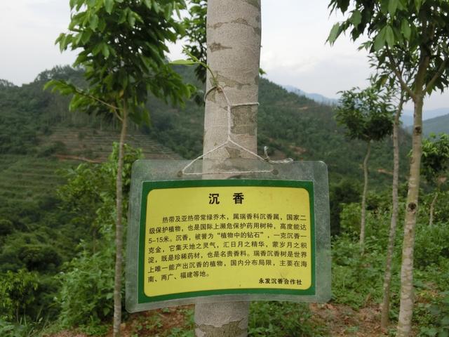 沉香人工栽培的技术要点，与造林存活率和沉香结香量之间的关系