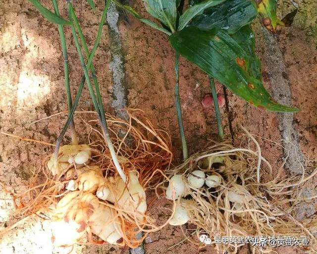 种植滇黄精，田间管理很重要