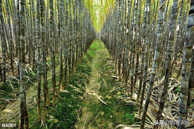 甘蔗种植技术要点及应用分析，掌握这些技巧，提高收成不是问题