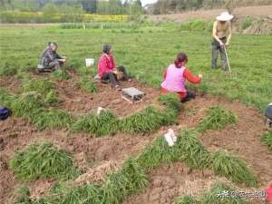 种植麦冬效益分析(减产都不带涨，鲜果一斤6元，商家还在观望，农民：不涨不种了)