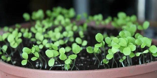 窗台上用花盆种出生长旺盛的生菜，3周后叶子能不断收获