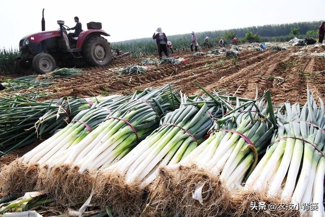 怎样让大葱的葱白更粗更长、产量品质更好？告诉你9个种植技巧