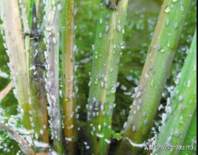 史上最实用、最接地气的水稻高产种植技术（种植大户看了不后悔）